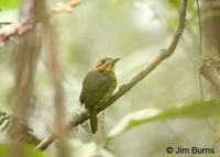 Tody Motmot