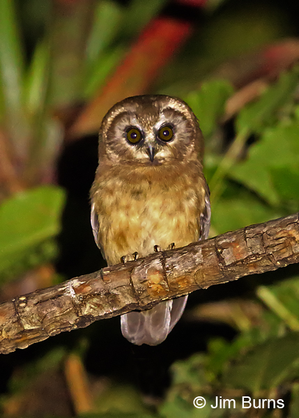 Unspotted Saw-whet Owl