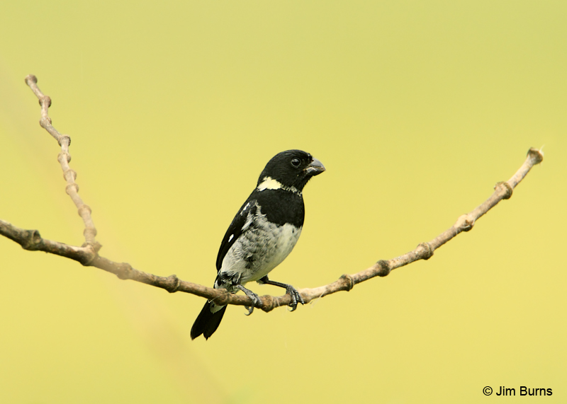 Variable Seedeater male (Pacific race)