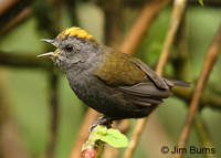 Wrenthrush 