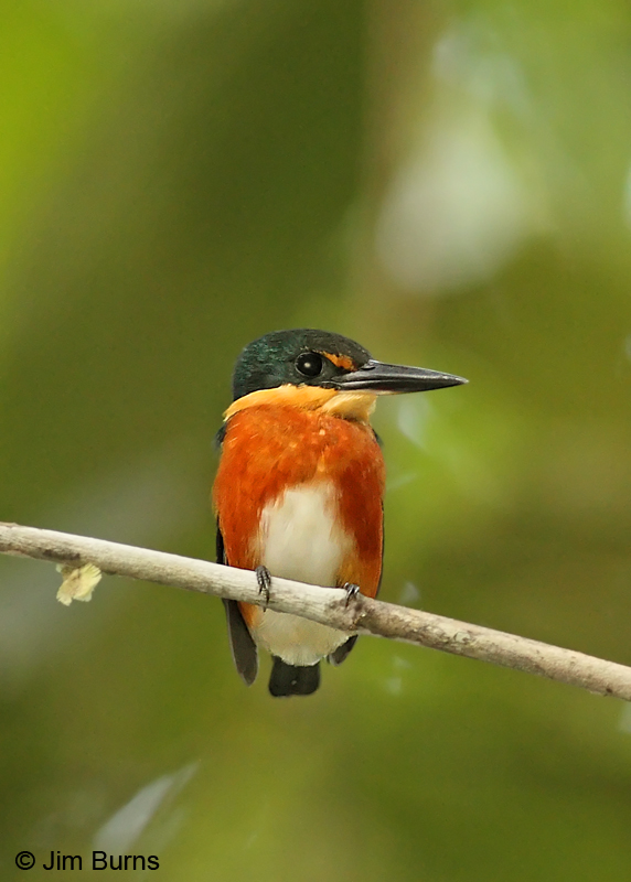 American Pygmy Kingfisher