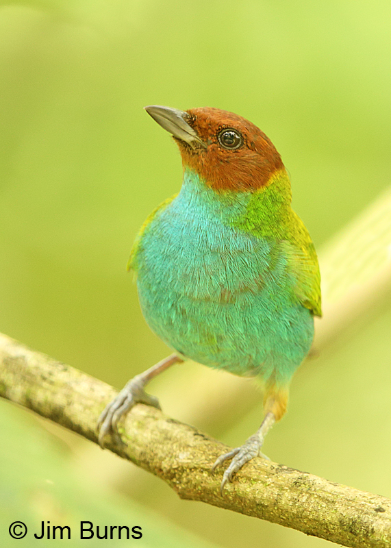 Bay-headed Tanager