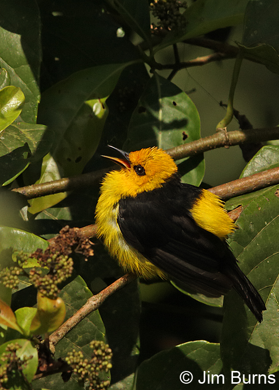 Black-and-yellow Tanager
