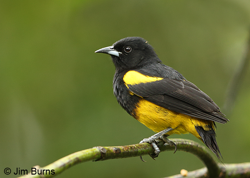 Black-cowled Oriole