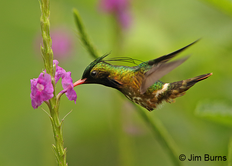 Black-crested-Coquette male