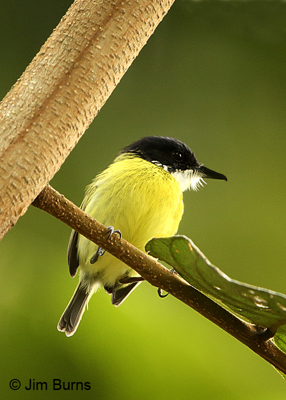 Black-headed Tody-Flycatcher