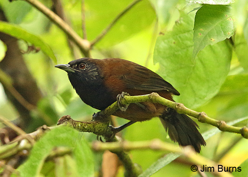 Black-throated Wren