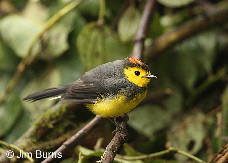 Collared Redstart
