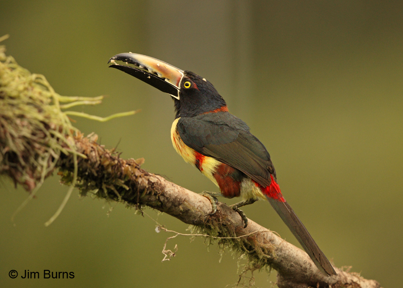 Collared Aracari