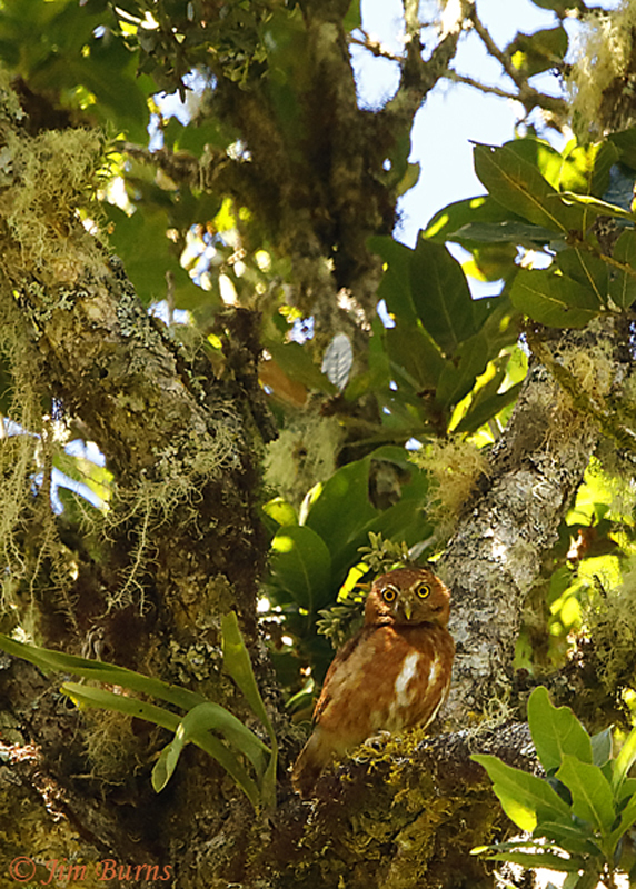 Costa Rican Pygmy-Owl