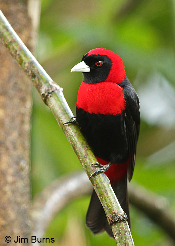Crimson-collared Tanager