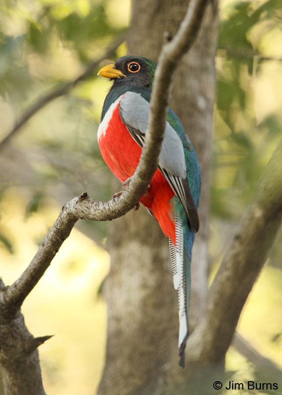 Elegant Trogon