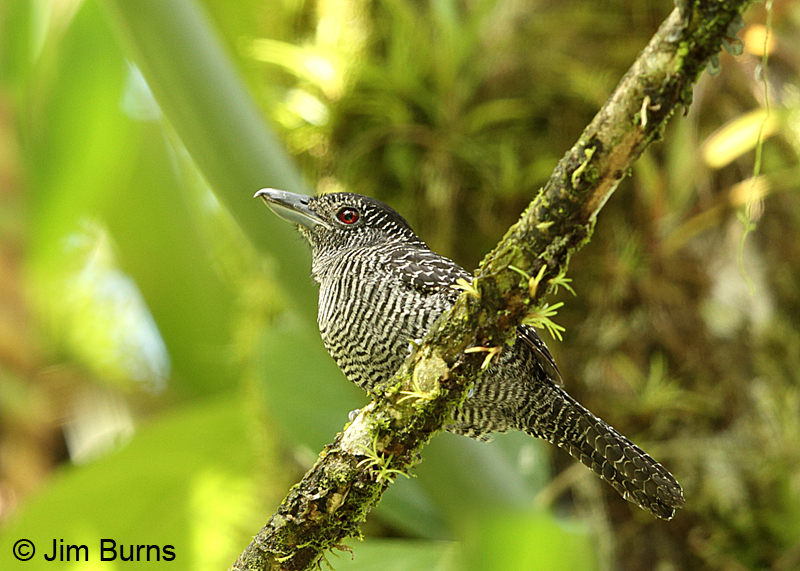 Fasciated Antshrike