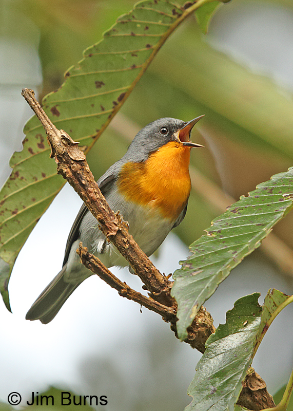 Flame-throated Warbler