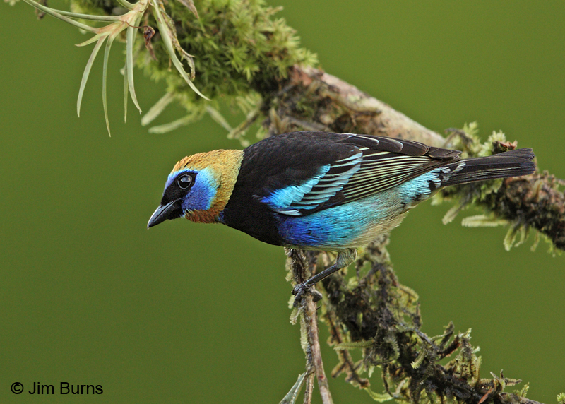 Golden-hooded Tanager