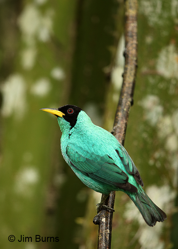Green Honeycreeper