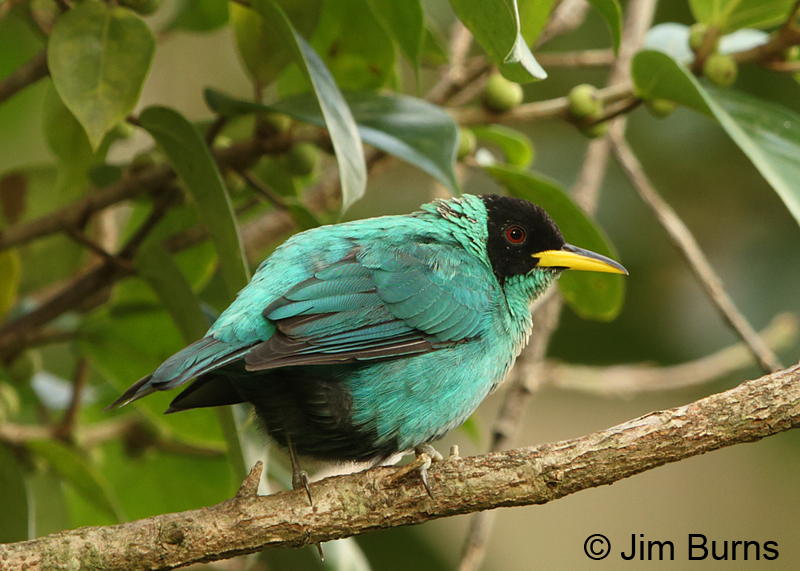 Green Honeycreeper