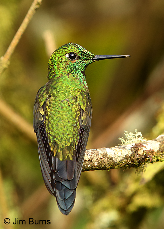 Green-crowned Brilliant