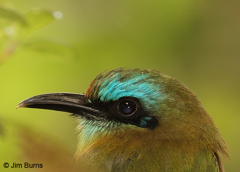 Keel-billed Motmot