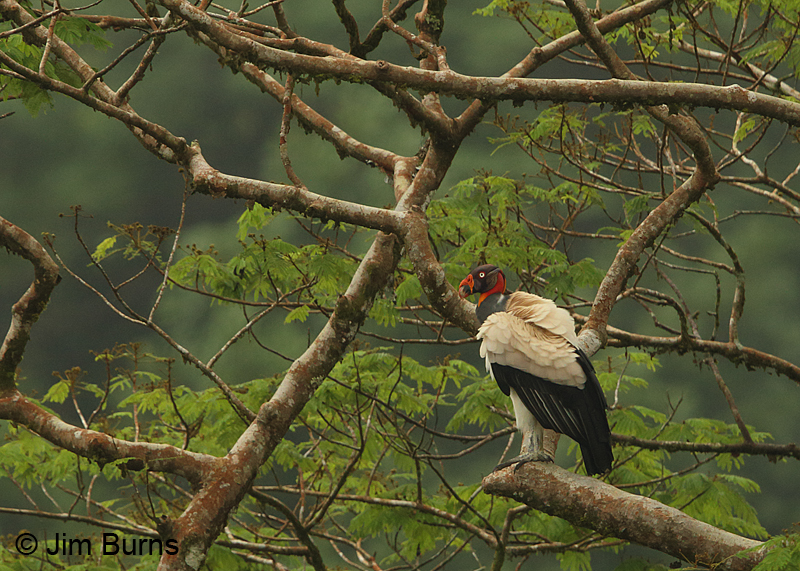 King Vulture