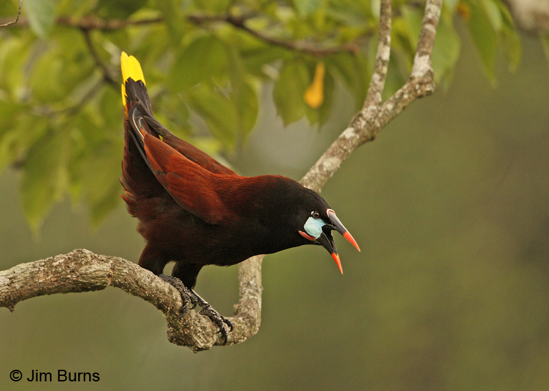 Montezuma Oropendula