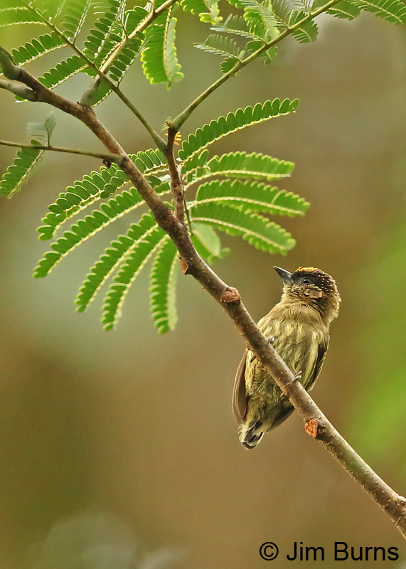 Olivaceous Piculet