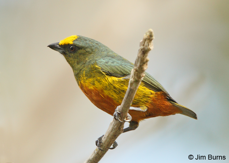 Olive-backed Euphonia