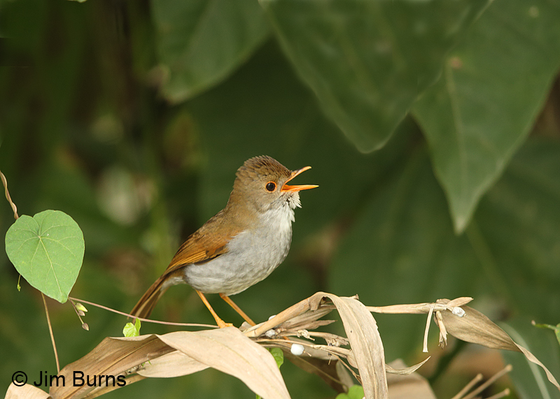 Orange-billed Nightingale
