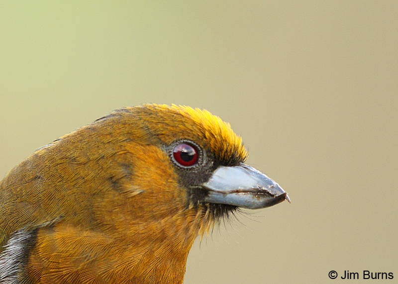 Prong-billed Barbet