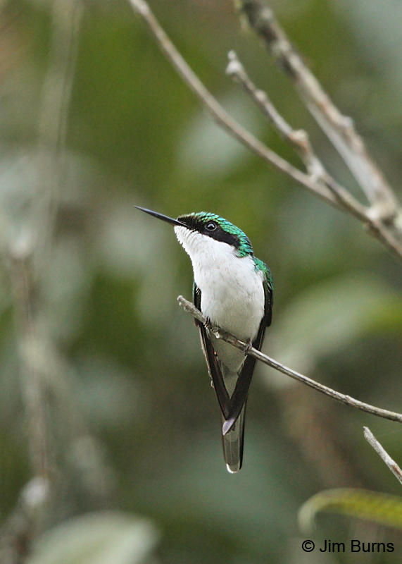 Purple-crowned Fairy