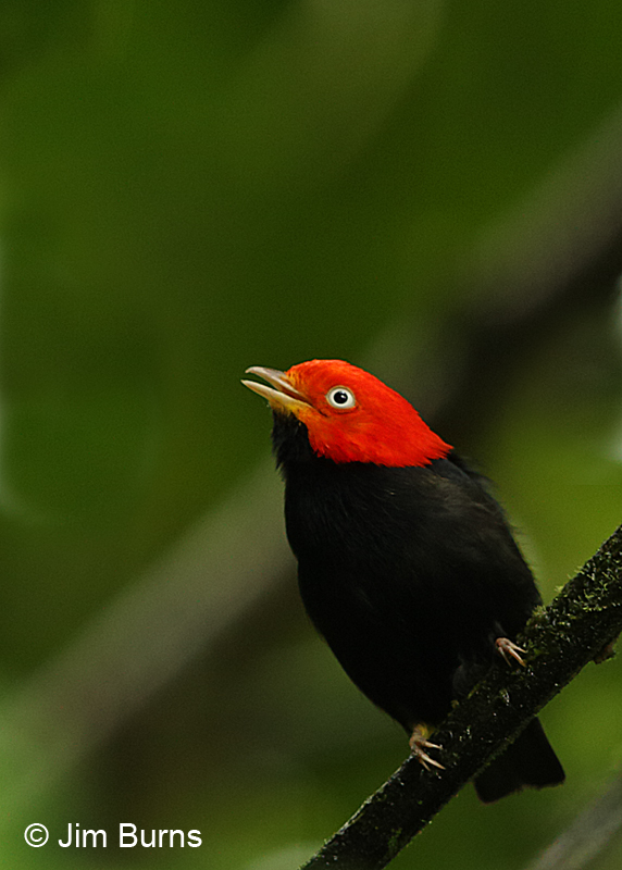 Red-capped Manakin