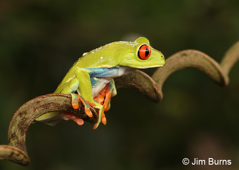 Red-eyed Tree Frog