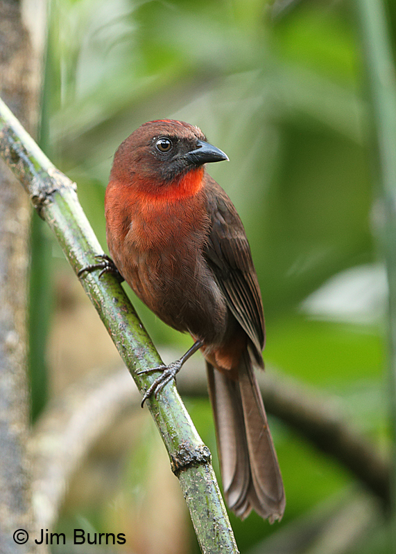 Red-throated Ant-Tanager
