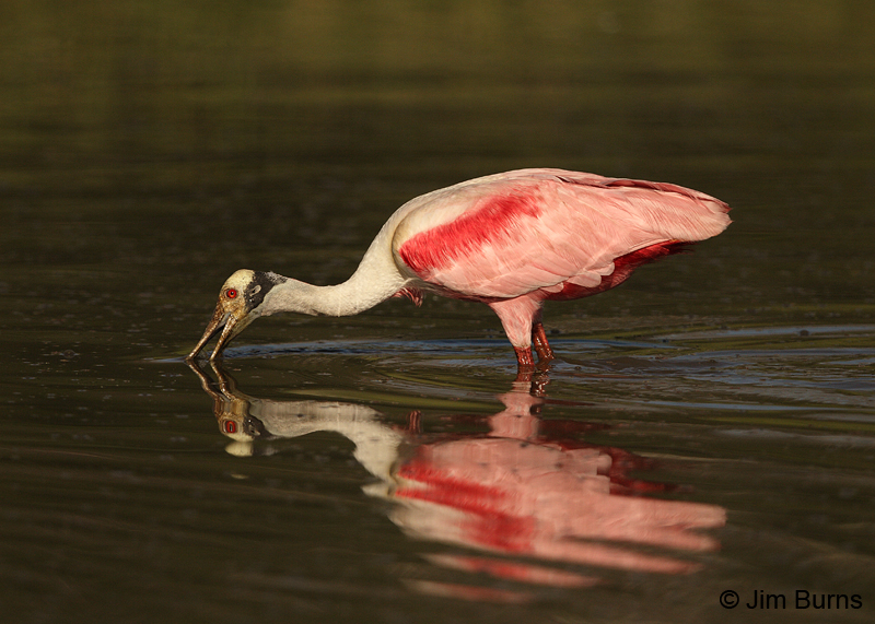 Roseate Spoonbill