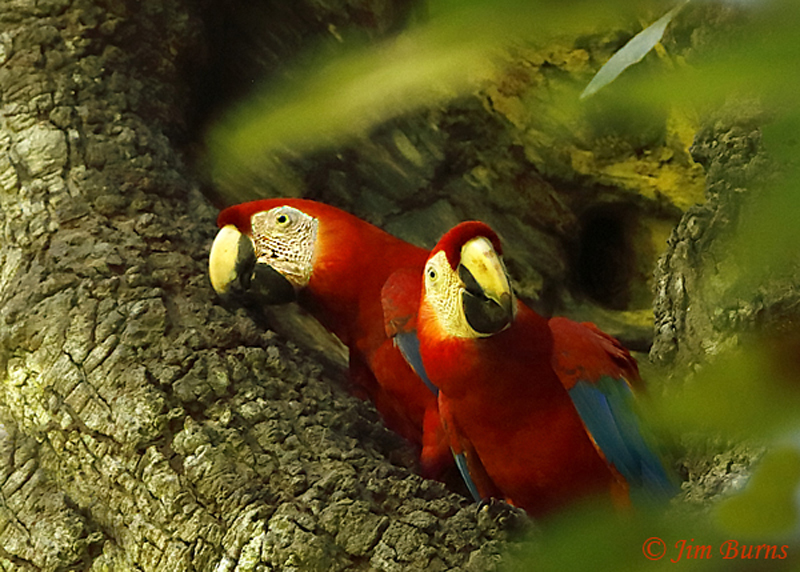 Scarlet Macaw