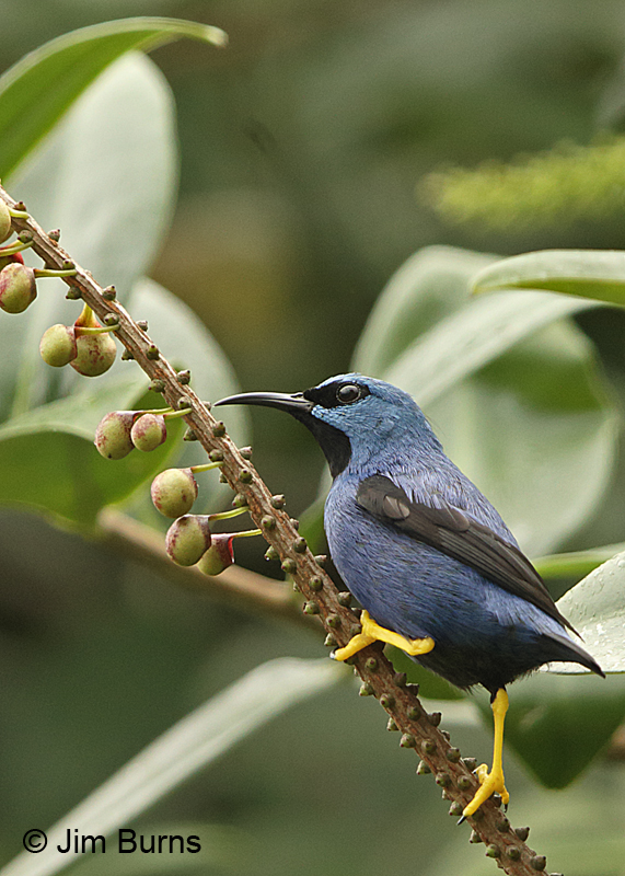 Shining Honeycreeper