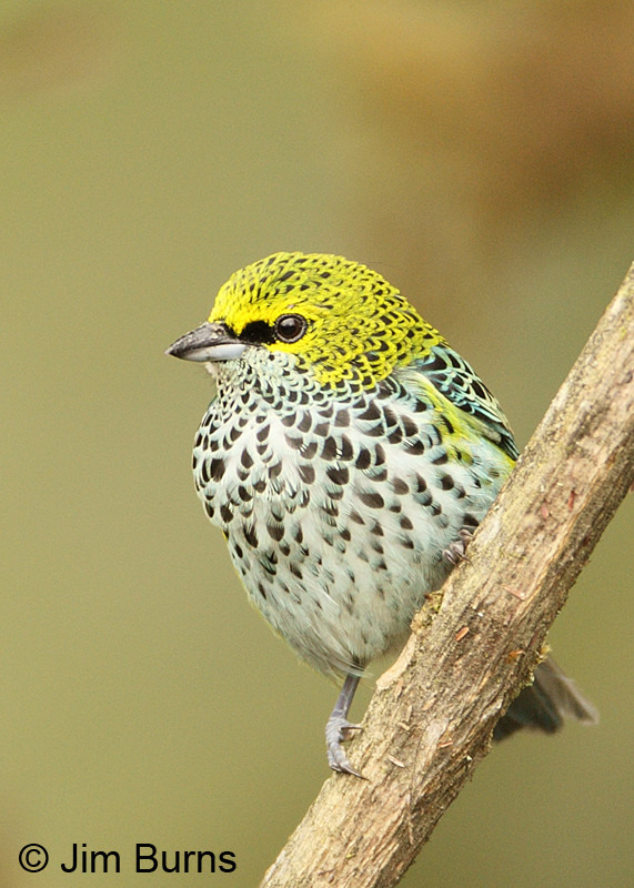 Speckled Tanager