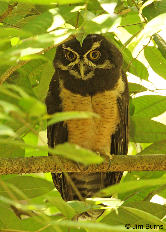 Spectacled Owl