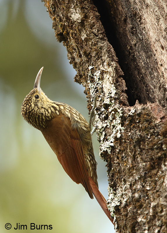 Spot-crowned Woodcreeper