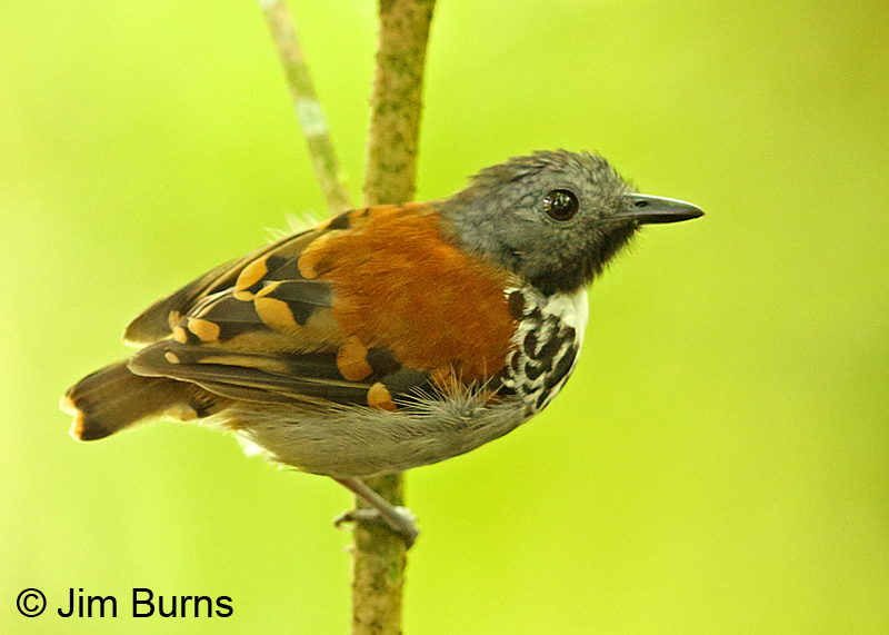 Spotted Antbird
