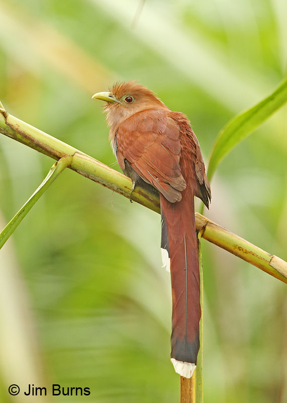 Squirrel Cuckoo