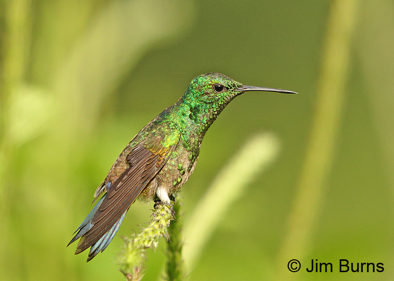 Steely-vented Hummingbird