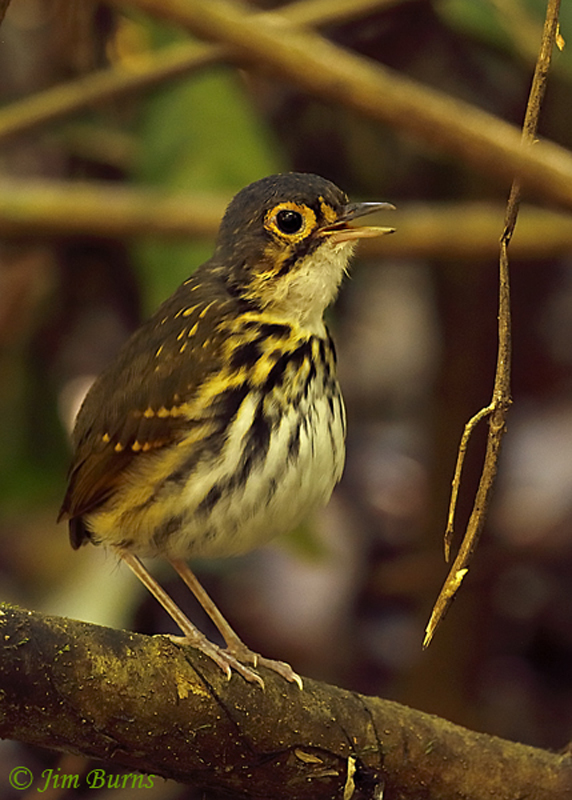 Streak-chested Antpitta