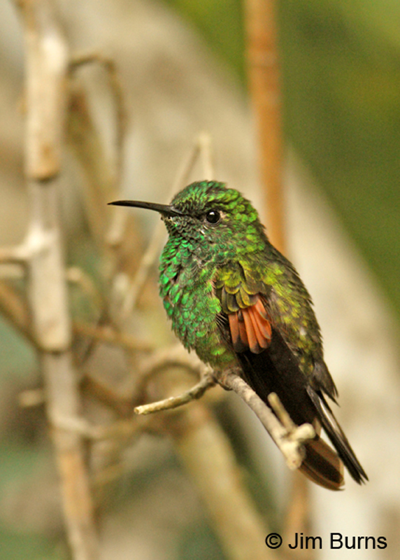 Stripe-tailed Hummingbird