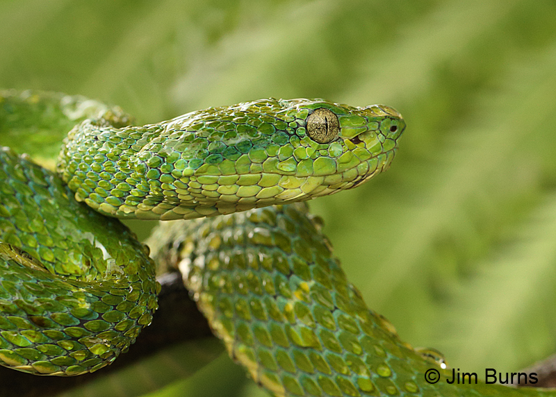 Striped Pit Viper