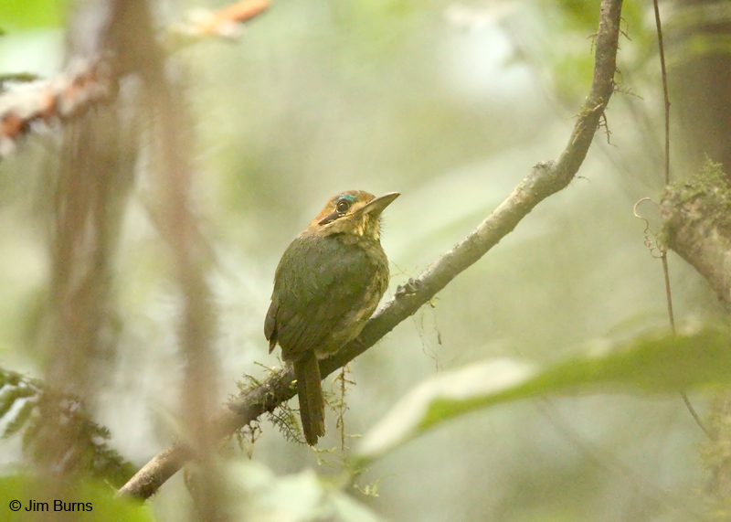 Tody Motmot