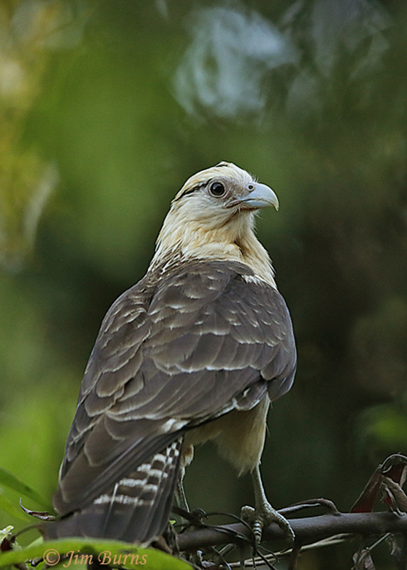 Yellow-headed Caracara