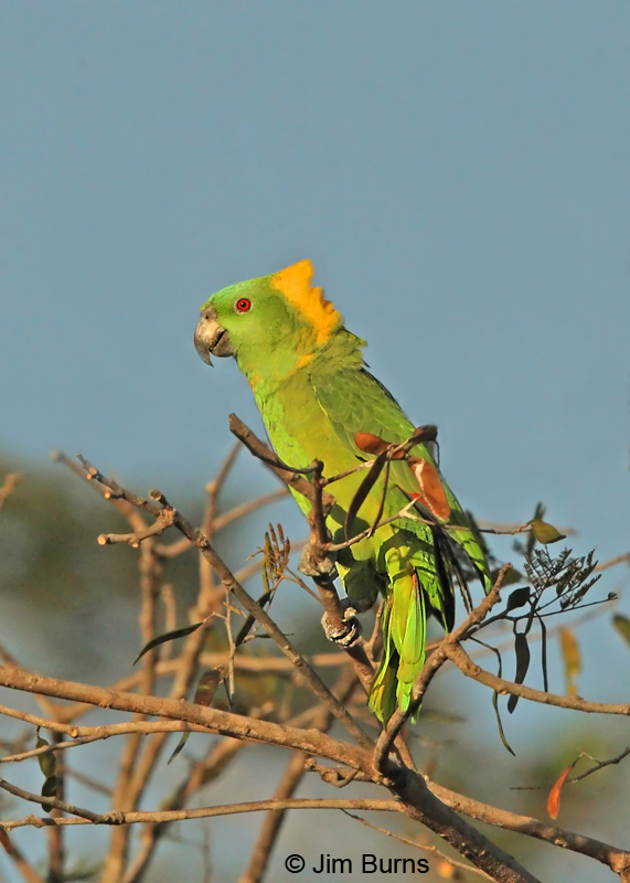 Yellow-naped Parrot