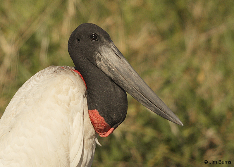 Jabiru