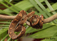 Annulated Tree Boa